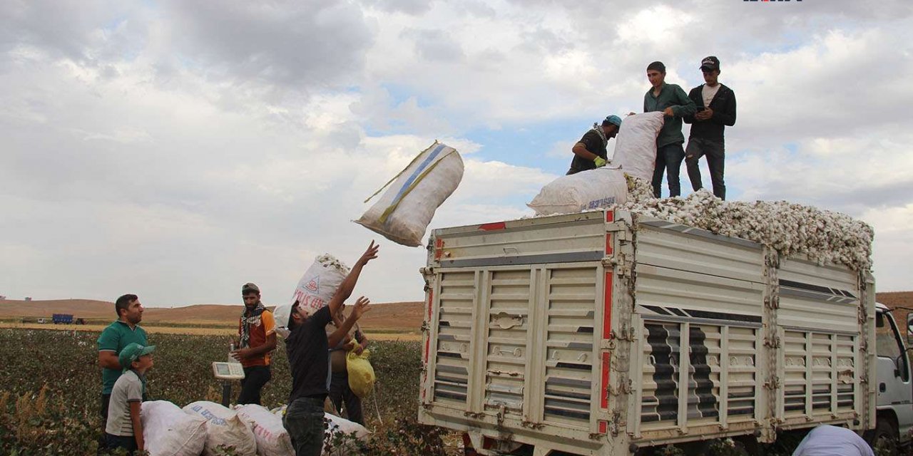 Çınar'da pamuk hasadı başladı