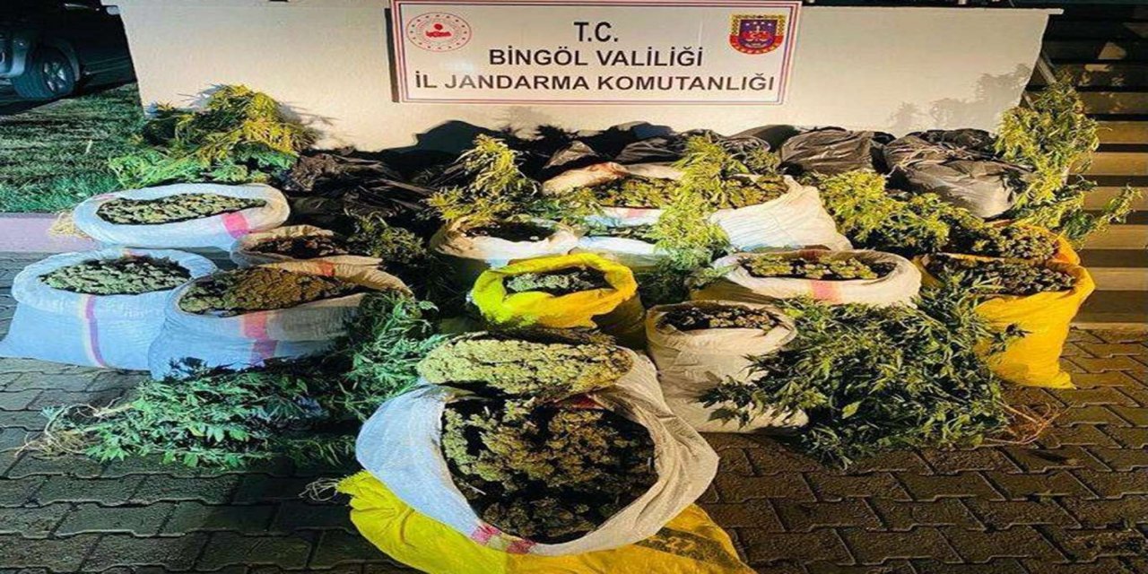 Li Çewligê ji 6 milyonî zêdetir kenewîr hat bidestxistin