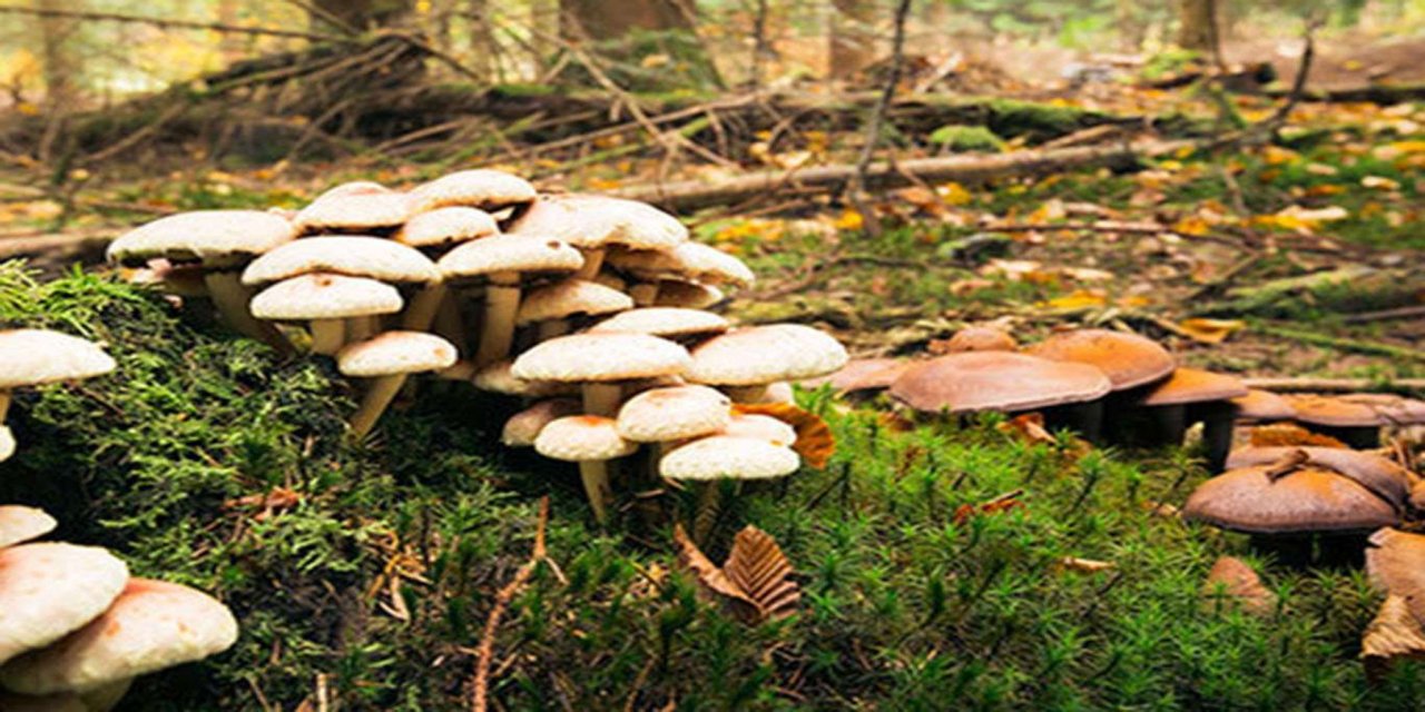 23 kes ji kuvarkên ku xwarin bi jehrê ketin