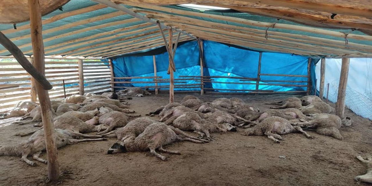 Li Meletê guran êrîşî pez kirin: 42 mih telef bûn