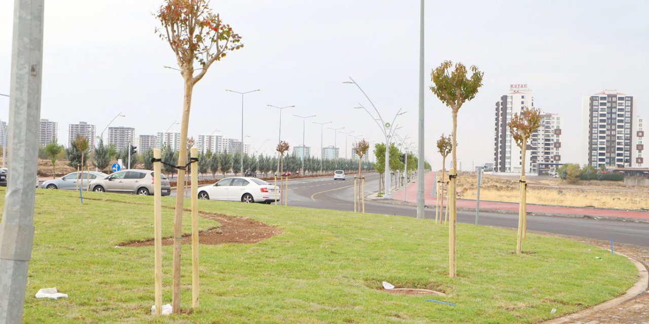Diyarbakır'da kavşaklara oya ağaçları dikildi