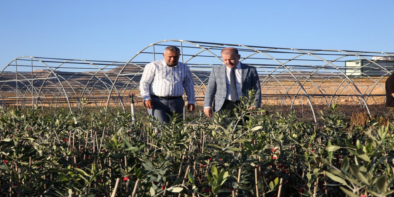 Mardin'de bıttım ve Derik Halhal zeytin fidanı üretimi gerçekleştirildi