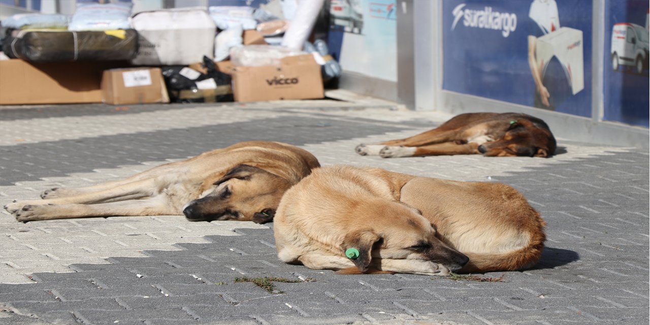 Vatandaşlardan başıboş köpek sorununa tepki: İnsan sağlığı daha öncelikli olmalı