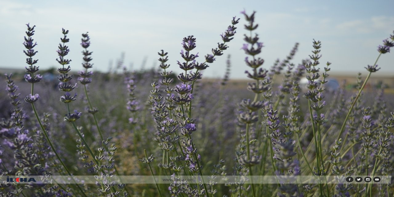 Tıbbi bitkileri kullanırken nelere dikkat etmeliyiz?