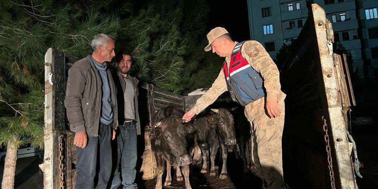 Kocaköy Boyunlu Mahallesinde çalınan büyükbaş hayvanlar bulundu