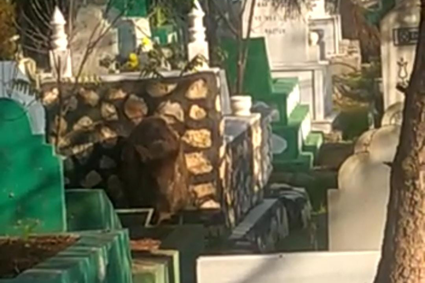 Diyarbakır'da mezarlığa giren domuzlar korku dolu anlar yaşattı