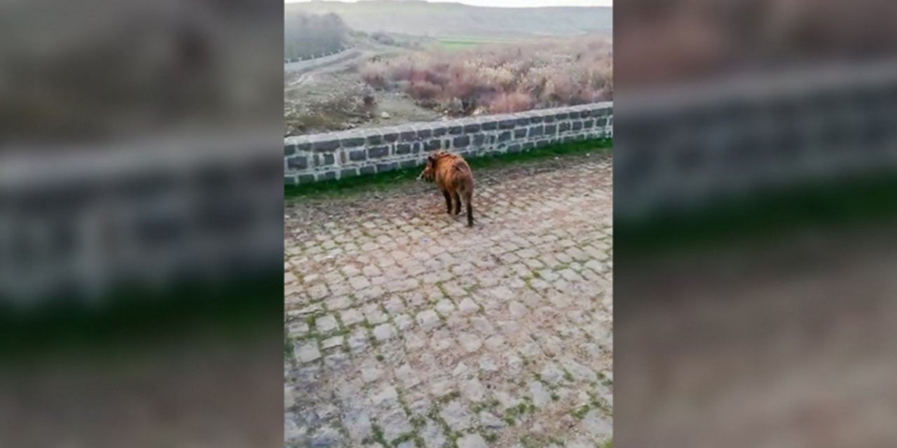Diyarbakır'da yoğun sis nedeniyle yolunu şaşıran domuzlar doğaya salındı