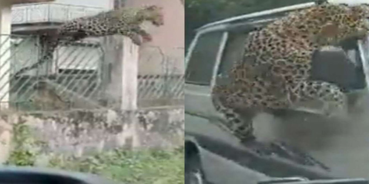 Li Hîndistanê leopar 13 kesan birîndar kir