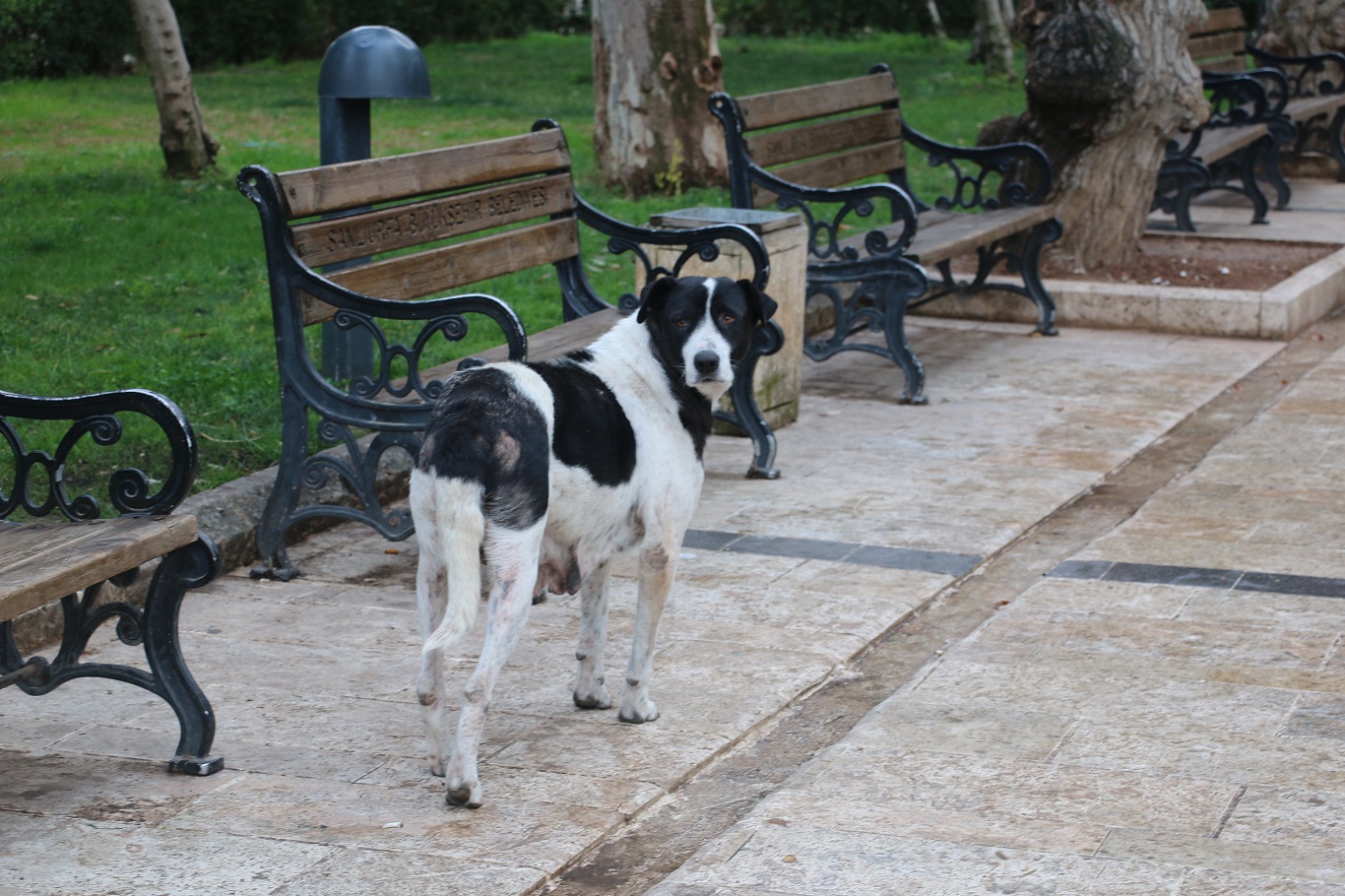 Halk sokak köpeklerinden rahatsız: Sokakta yürüyemiyoruz