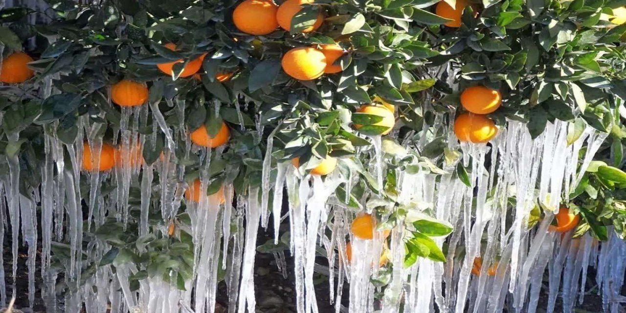 Meteorolojiden "zirai don" uyarısı