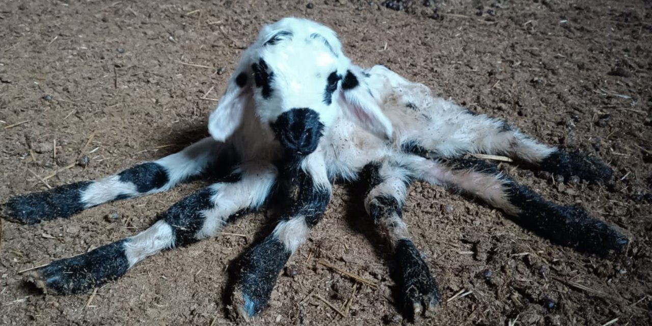 Çınar'da 6 ayaklı olarak doğan kuzu görenleri şaşırtıyor