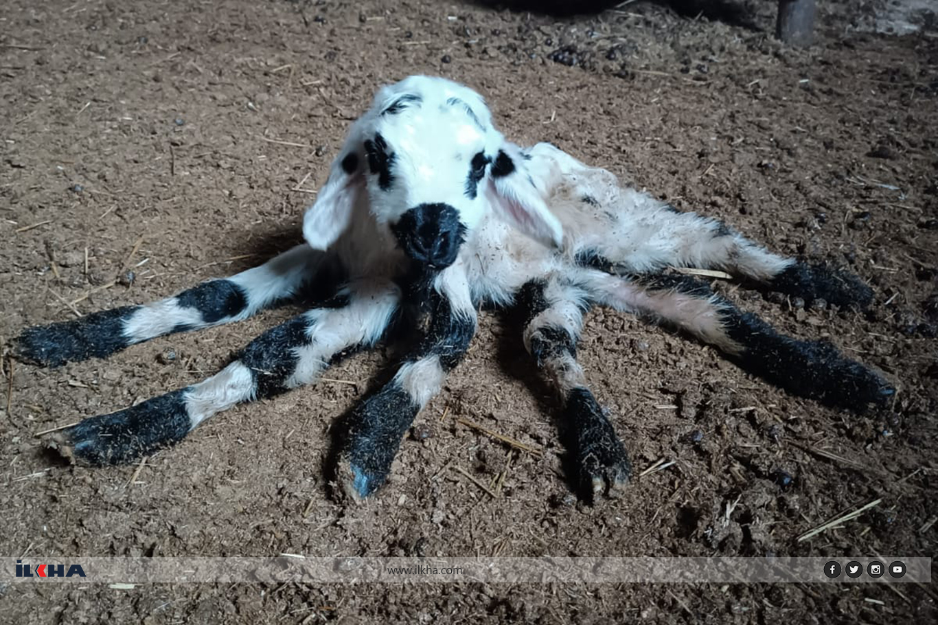 Kesên ku berxikê 6 pî dîtin ecêbmayî man