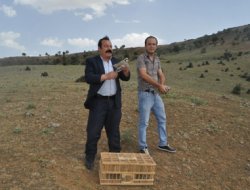 Kekliklerini doğaya saldı