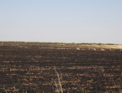 Bin dönüm buğday tarlası kül oldu