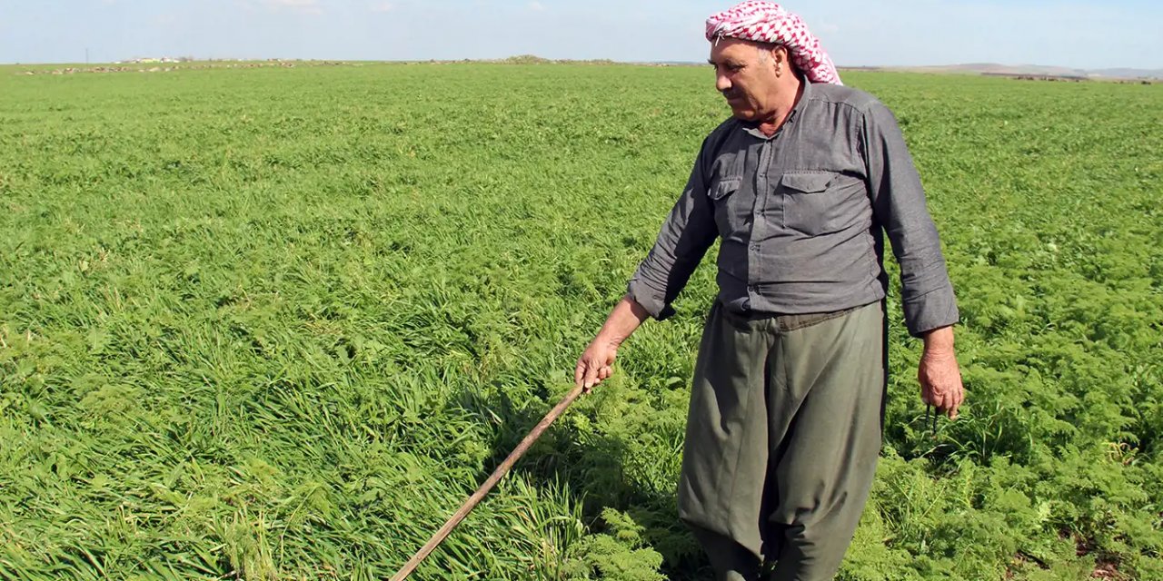 Çınar'da çiftçiler bu seneki verimden ümitvar