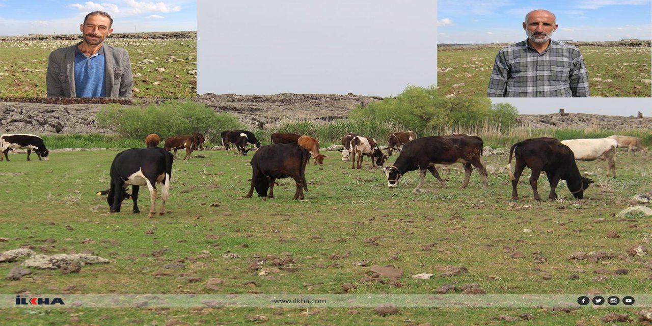 Çınarlı besiciler: Şap hastalığından bahsediliyor, henüz böyle bir vakaya rastlamadık