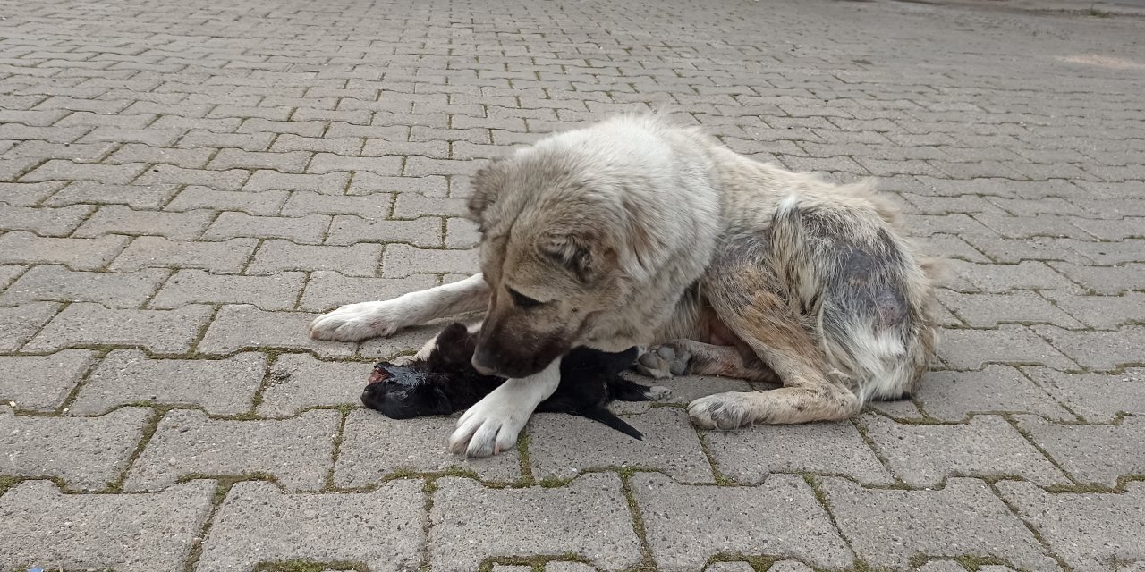 Çınar'da anne köpek, ölen yavrusunun başından ayrılmıyor