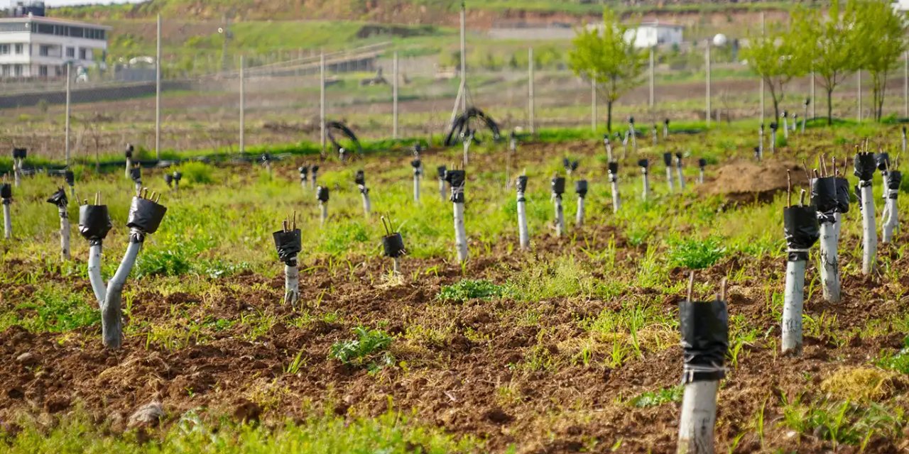 Diyarbakır'da 200 bin fıstık ve 12 bin ceviz aşılanacak