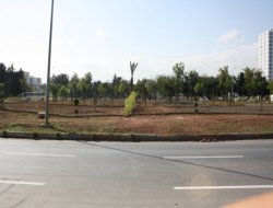 CHP'li Belediyeden ağaç katliamı!