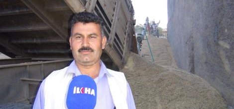 Ekinleri biçmeye başlayan Çınarlı çiftçiler dertli video