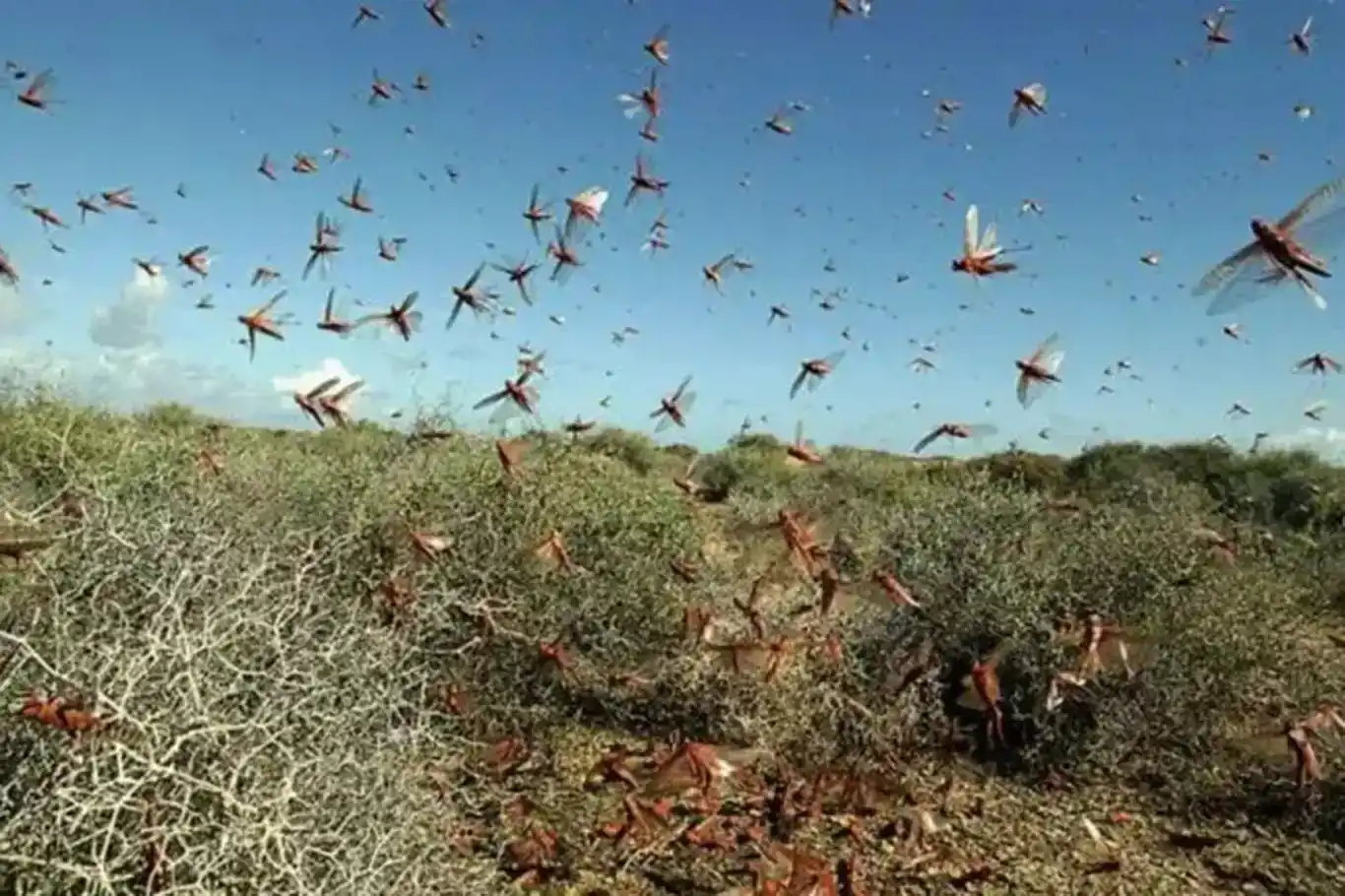 Li Efxanistanê îstîlaya kulîya