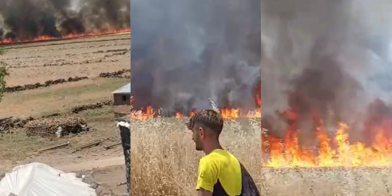 Çınar'da 100 dönüm ekili alan yandı