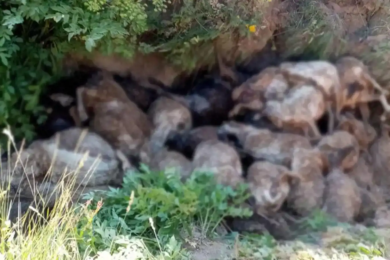 130 mêşin ji kendalê ketin xwarê