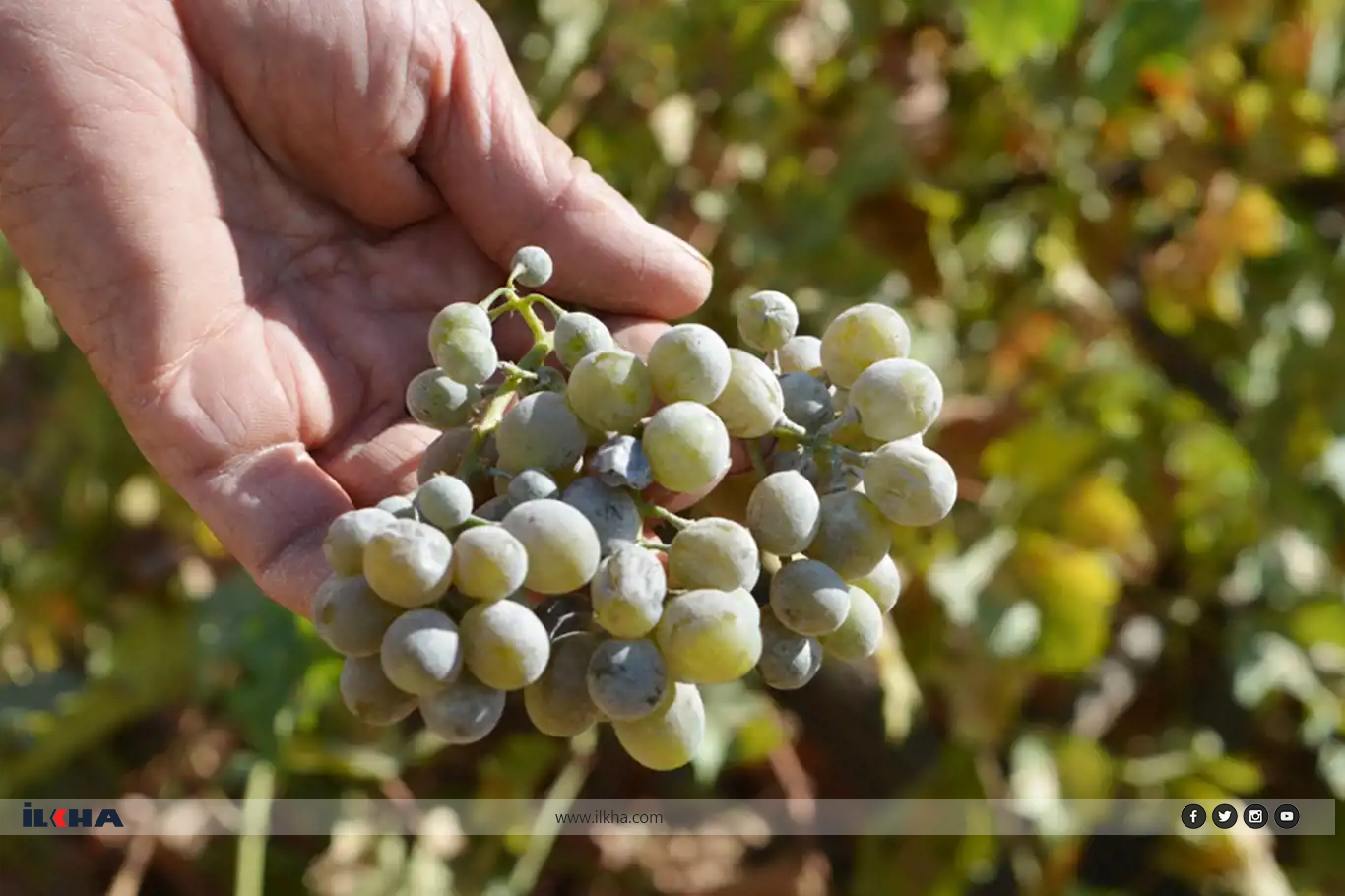 Aşırı sıcaklar üzüm üreticilerini vurdu: Rekoltede ciddi düşüş bekleniyor!