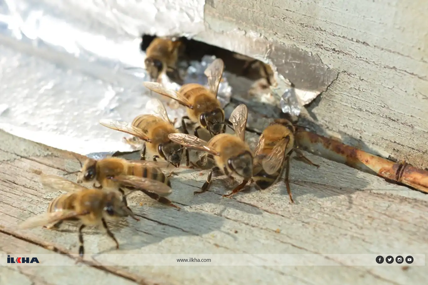 Hayvan Bilimcisi Durmaz: İklim değişikliği bazı hayvanların neslini tehlikeye atabilir