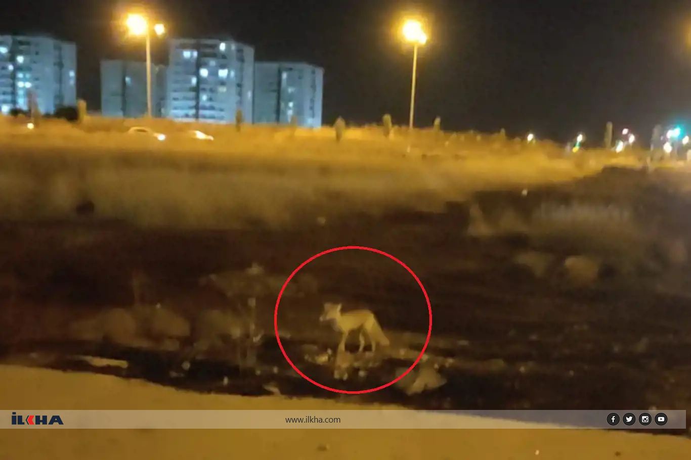 Aç kalan tilki Diyarbakır'da şehir merkezine indi