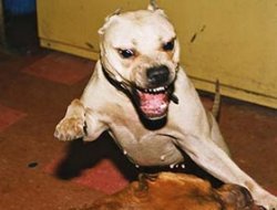 Derik'te köpek dehşeti:27 yaralı (Güncellendi)