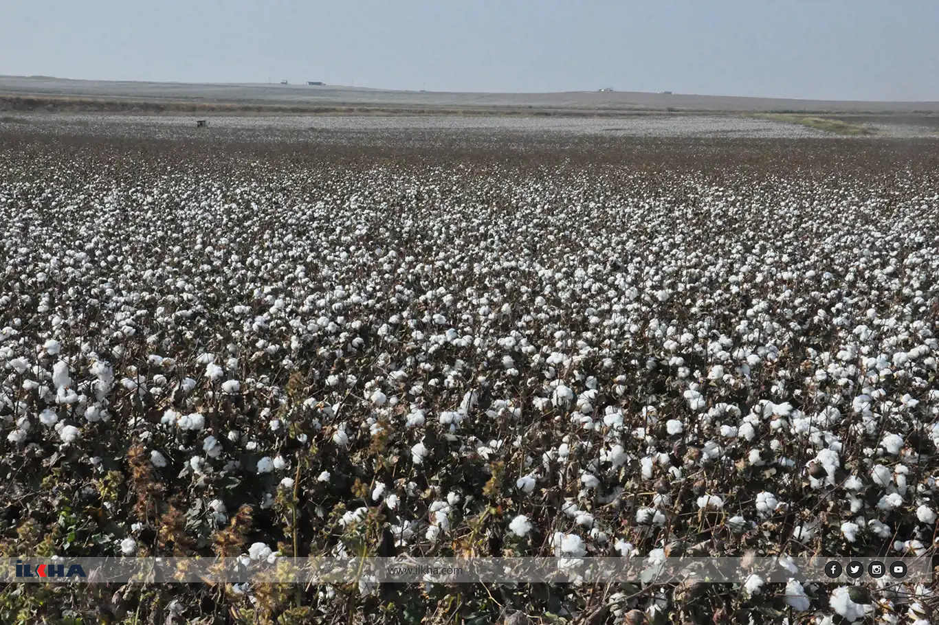 Batman'da 'Beyaz altın' olarak nitelendirilen pamuğun hasadına başlandı.