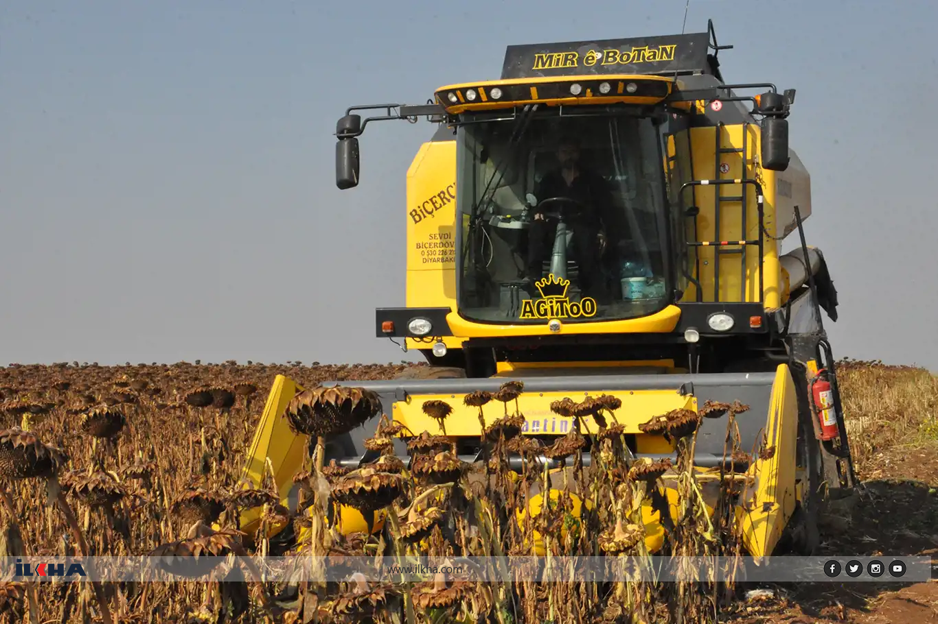 Batman'da ilk kez ayçiçeği hasadı yapıldı