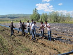 Bingöl de Çilek ekimine rağbet artıyor