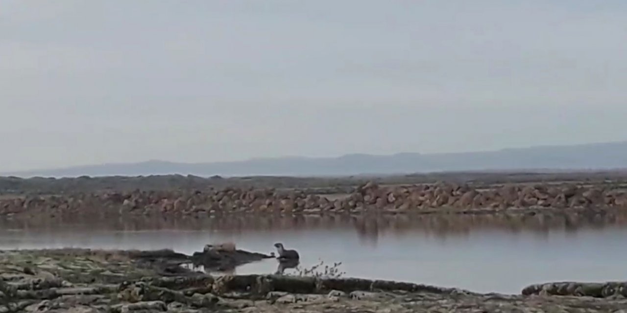 Çınar'da nesli tükenmekte olan su samuru görüldü