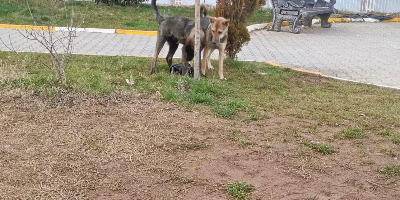 Diyarbakır'da köpek saldırısına uğrayan genç yaralandı
