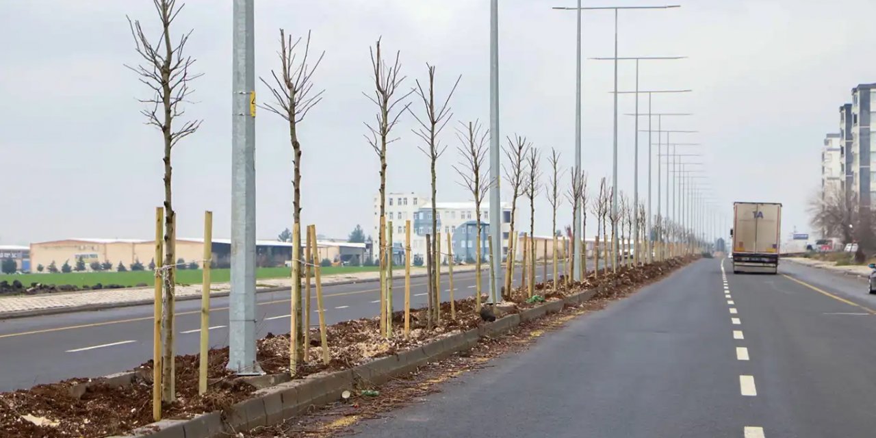 Diyarbakır'da Siverek ve Terkan caddeleri ağaçlandırıldı