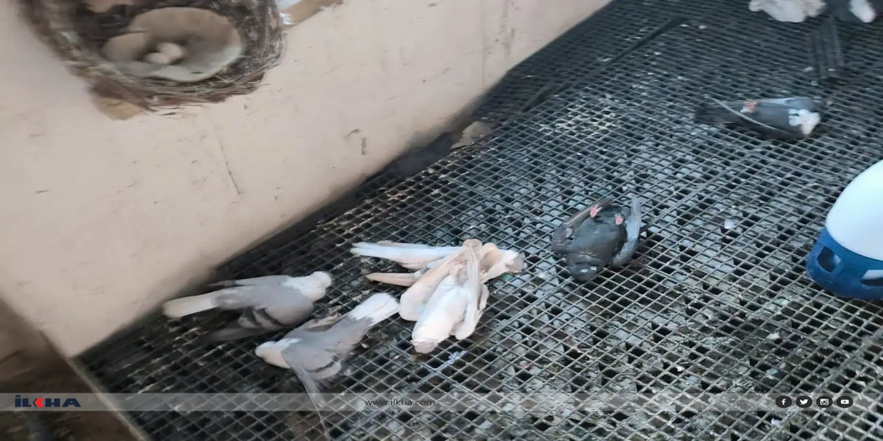 Diyarbakır'da çıkan yangında 300 güvercin telef oldu