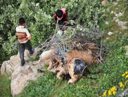 Şırnak'ta Şarbon salgını, yüzlerce hayvan telef oldu