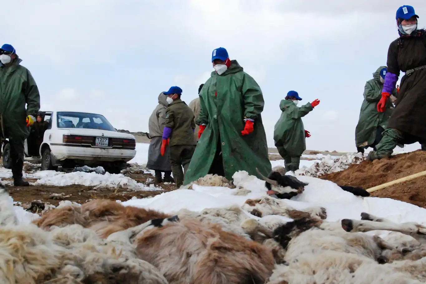 Li Moxolistanê ji ber hewaya sar a dijwar 2 milyon û 100 hezar heywan mirin