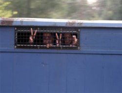 Di Doza KCKê De Tehliye