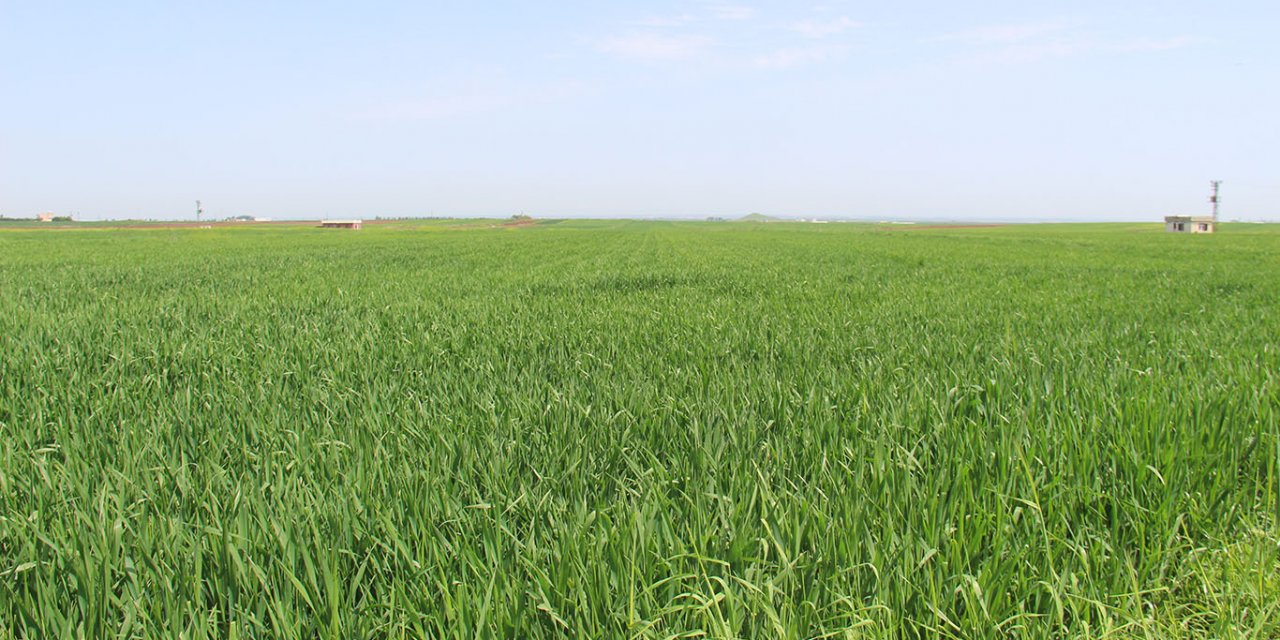 Îsal hêvîya cotkaran ji palehîyê zêde ye