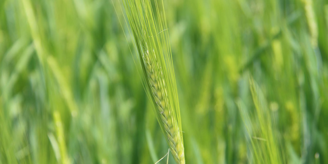 Çınarlı çiftçinin bu seneki hasattan beklentisi yüksek