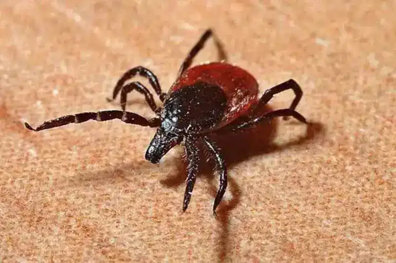 Li Çewlîgê kesê ku qijnik wî gez kiribû mir