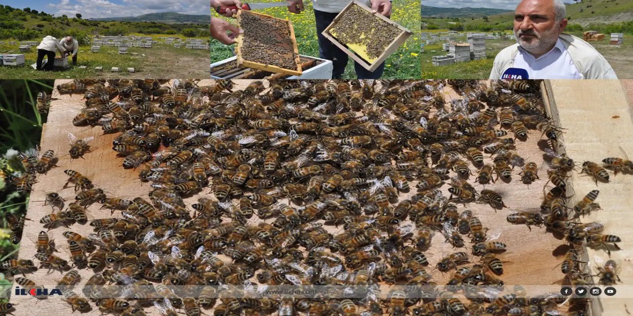 Mêşvanan hêvî dikin ku îsal randimana hungivan zêde be