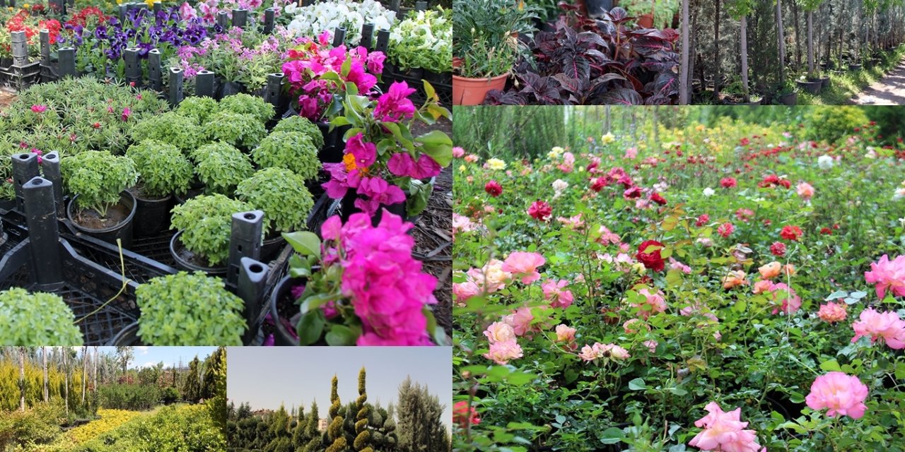 Diyarbakırlı ustalar anlattı; çiçek ve ağaç bakımı nasıl yapılmalı nelere dikkat edilmeli