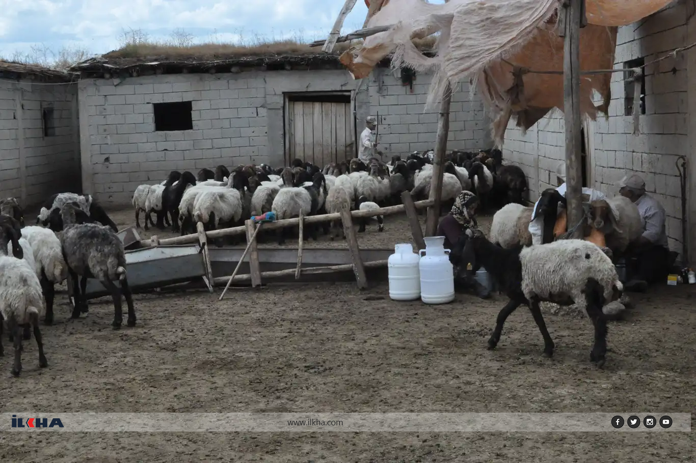Sütün peynire dönüş serüveni