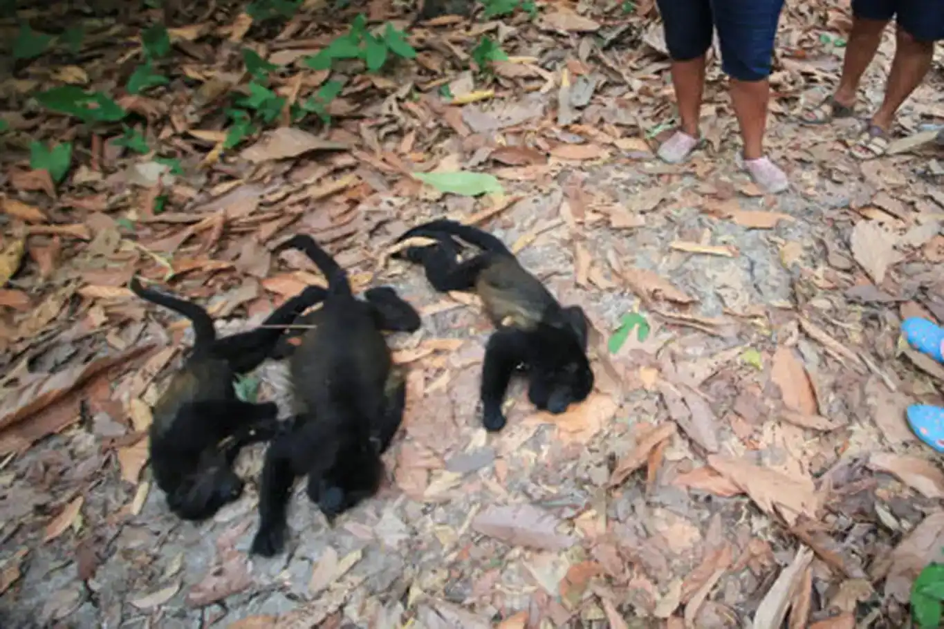 Li Meksîkayê 138 meymun ji germana mirin