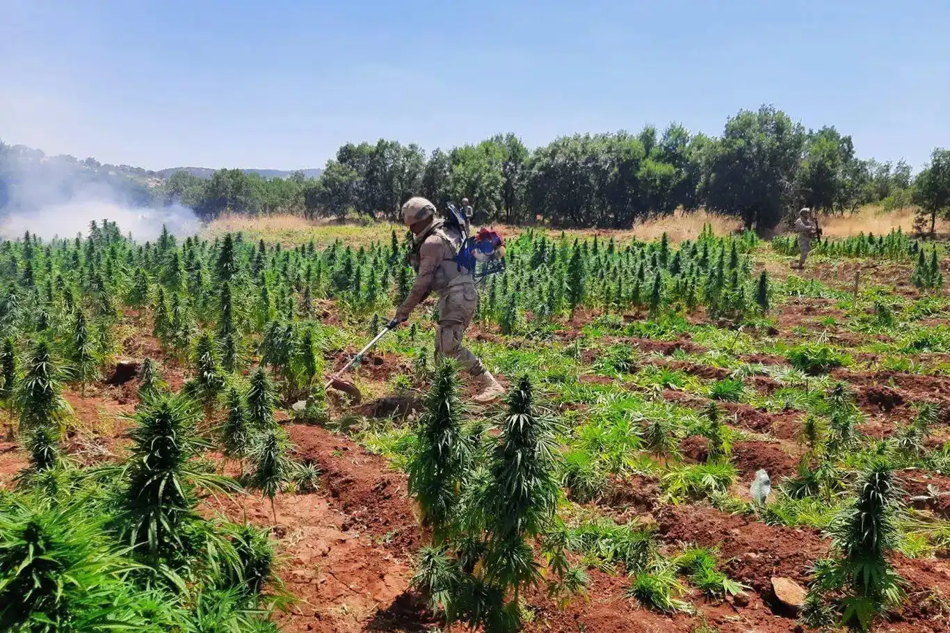 Li Dîyarbekirê 113 hezar kenewîra kok hat bidestxistin