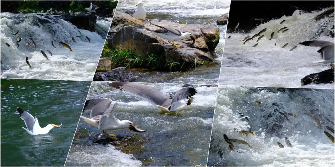 Ji Gola Wanê koça masîyên încî kefalîyan a ber bi ava şirîn dewam dike
